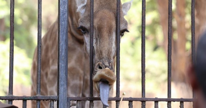 Animals insurance Lebanon